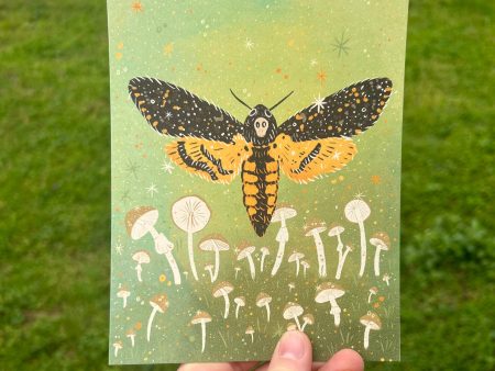 Death s Head Moth Art Print (8  x 10 ) Online Sale