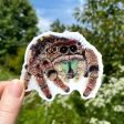 Jumping Spider Vinyl Sticker (Brown) Online