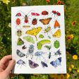 Rainbow Insects Print (8 x10 ) For Cheap