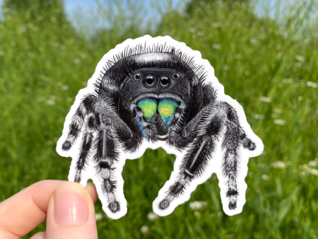 Bold Jumping Spider Sticker (Black) Online Sale