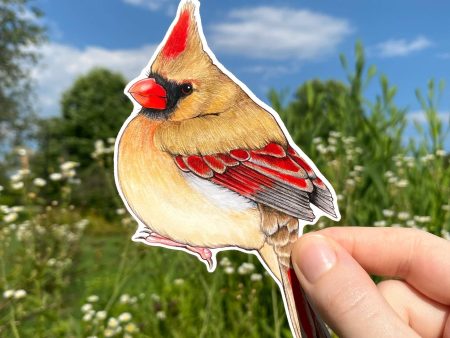 Female North American Cardinal Sticker Fashion