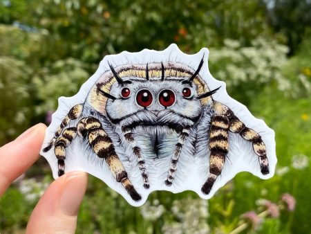 Phidippus mystaceus Jumping Spider Sticker (Gray) Online Sale