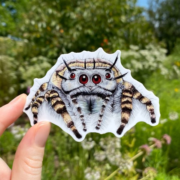 Phidippus mystaceus Jumping Spider Sticker (Gray) Online Sale