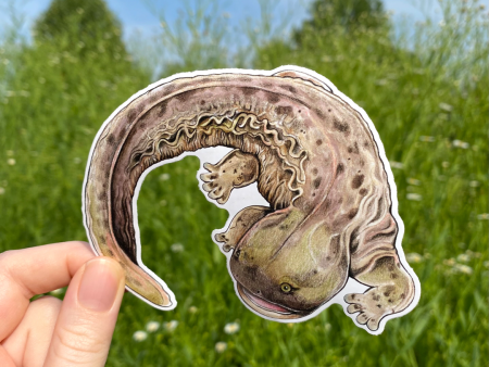 Hellbender Salamander Weatherproof Vinyl Sticker Supply